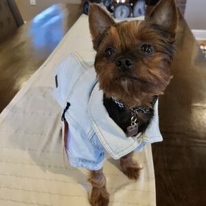 Reddy Pet Blue Denim Dog Jacket S